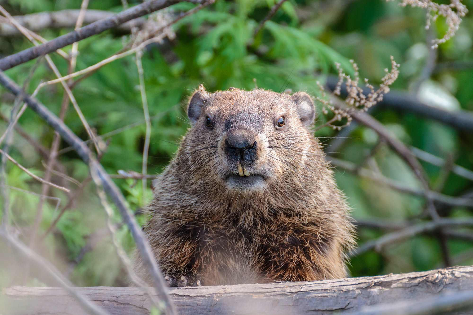 Picture Of A Groundhog 3